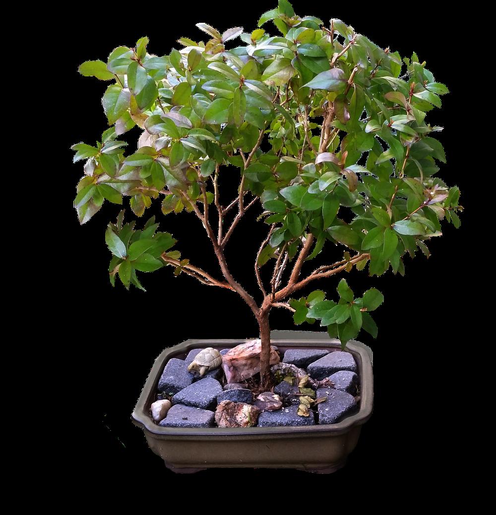 bonsai garden