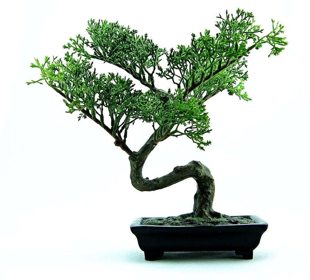 bonsai garden